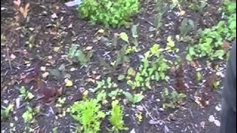 New Port Richey Market Gardner Jim Kovaleski Interview part3