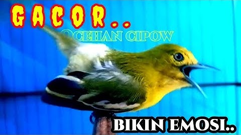 SIRTU/CIPOH GACOR BIKIN EMOSI SEMUA LAWAN!..COBA DAN BUKTIKAN!!#birds