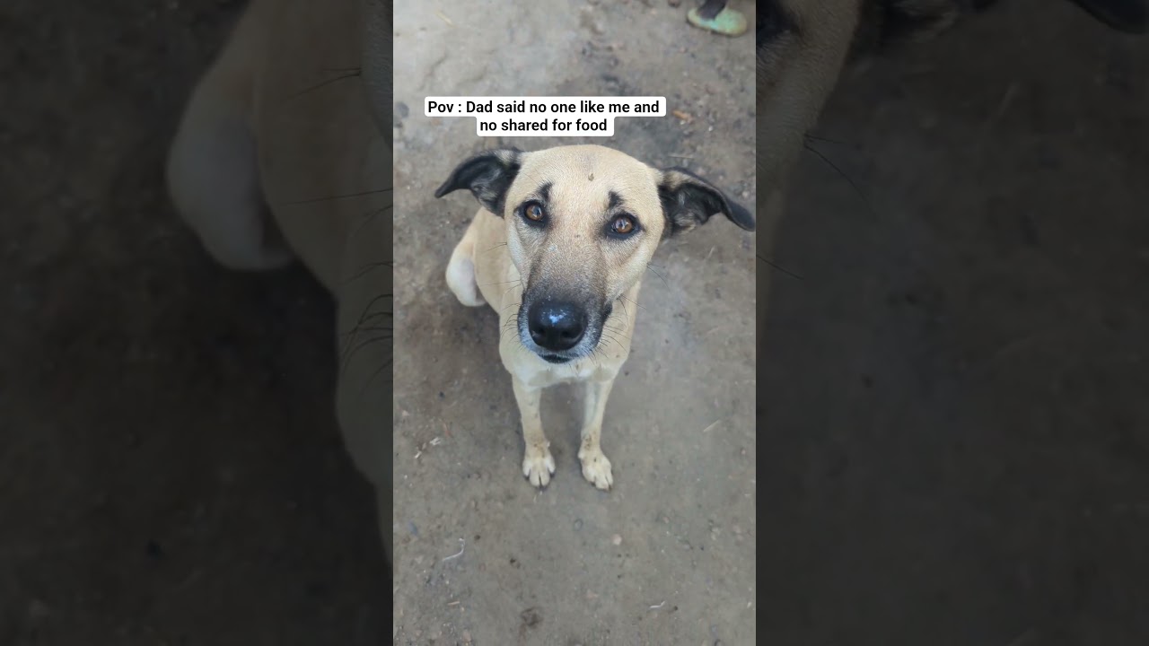 PayPal link in bio to donate 