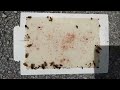 This Is How You Can Use Glue Boards To Document German Roach Reduction In Your Home