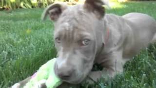 Adopt Me Bella The 6-Mth Old Pitbull Mix Puppy