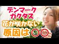 デンマークカクタス 蕾が咲かない 原因 室内に入れて 注意点 花が終わったら どうするか【おうちでガーデニング】開花園チャンネル