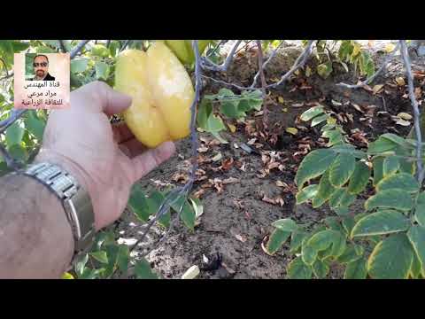 فيديو: العناية بشجرة Starfruit: نصائح حول زراعة أشجار Carambola Starfruit