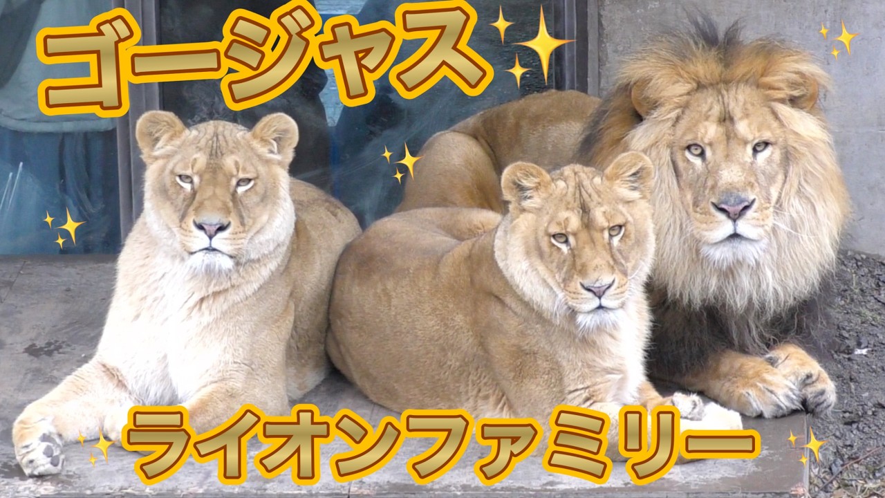 旭山ライオン＆トラ】父からオモチャを奪えるか？どうする娘＆母