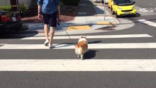 Sneakers the Corgi is All About That Bass