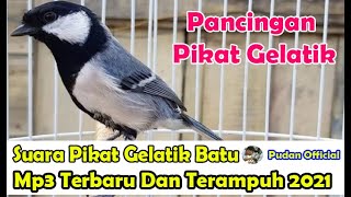 SUARA PIKAT BURUNG GELATIK BATU MP3 TERBARU DAN TERAMPUH 2021