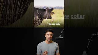 Celebrity This cow collar could replace cattle fencing π π #trendingshorts #tech #ai #startup Net Worth