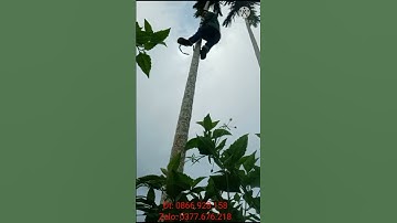 Cận cảnh trèo cau mẫu guốc guốc của e na các bác