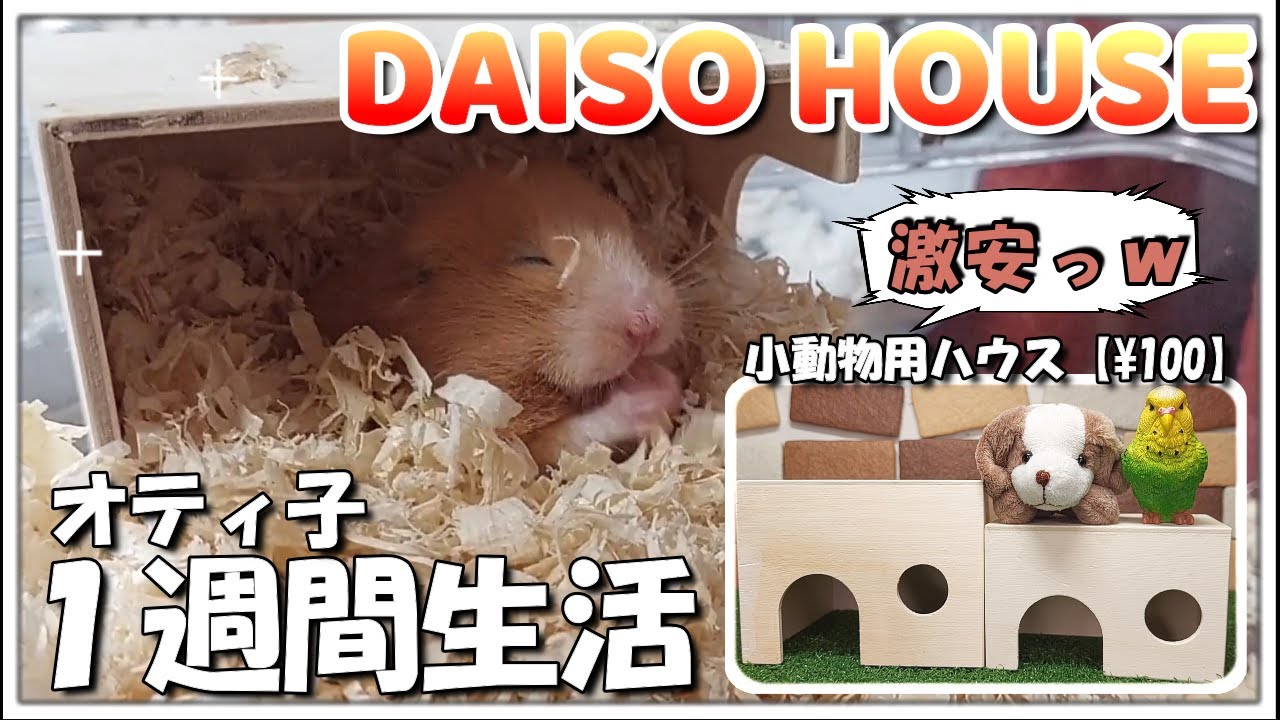 小動物用ハウス 小動物ハウス 【公式通販】