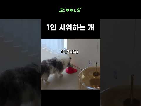 1인 시위의 정석 #cutedog #puppy #cat