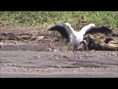 angry-bird,-costa-rica-dance-planet-earth-funny