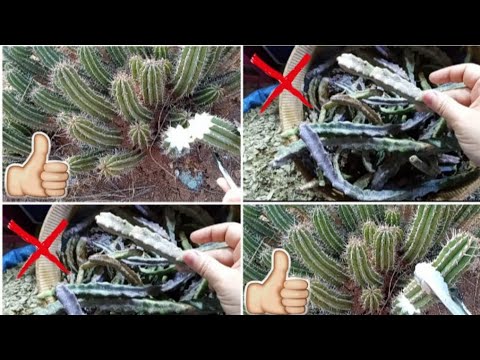 الدغموس الحقيقي لعلاج التكيسات والفيبروم ردوا بالكم بركة من النصب والكذب على الناس