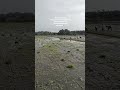 realita dunia tani #petani #reels #viral