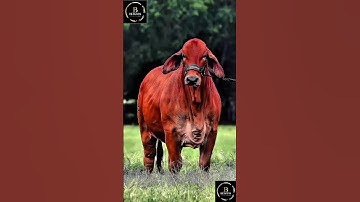 Sapi brahman #cow #sapipedaging #sapimakan #animals #sapi #sapigemuk