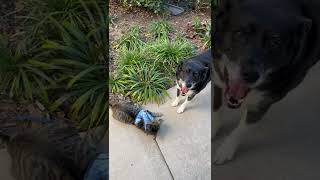 Dog and Cat playing #shorts