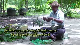 သရက် (ပင်ဆင့်ကိုင်းကူးနည်း) screenshot 3
