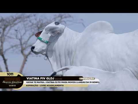 LOTE 1011   VIATINA FIV GLDJ   GLDJ 428 zap