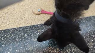 Cute dog at Grand Rapids Comic Con 2024