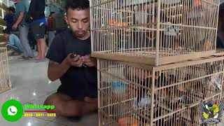 Download Lagu BONGKAR GEDEN BURUNG MURAI - MANYAR - JALAK - GLATIK - CIBLEK DLL MP3