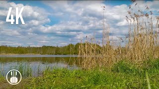 Early Spring Wetlands Ambience — Calming Birdsong, Ducks & Bittern Call | Nature Sounds for Relax