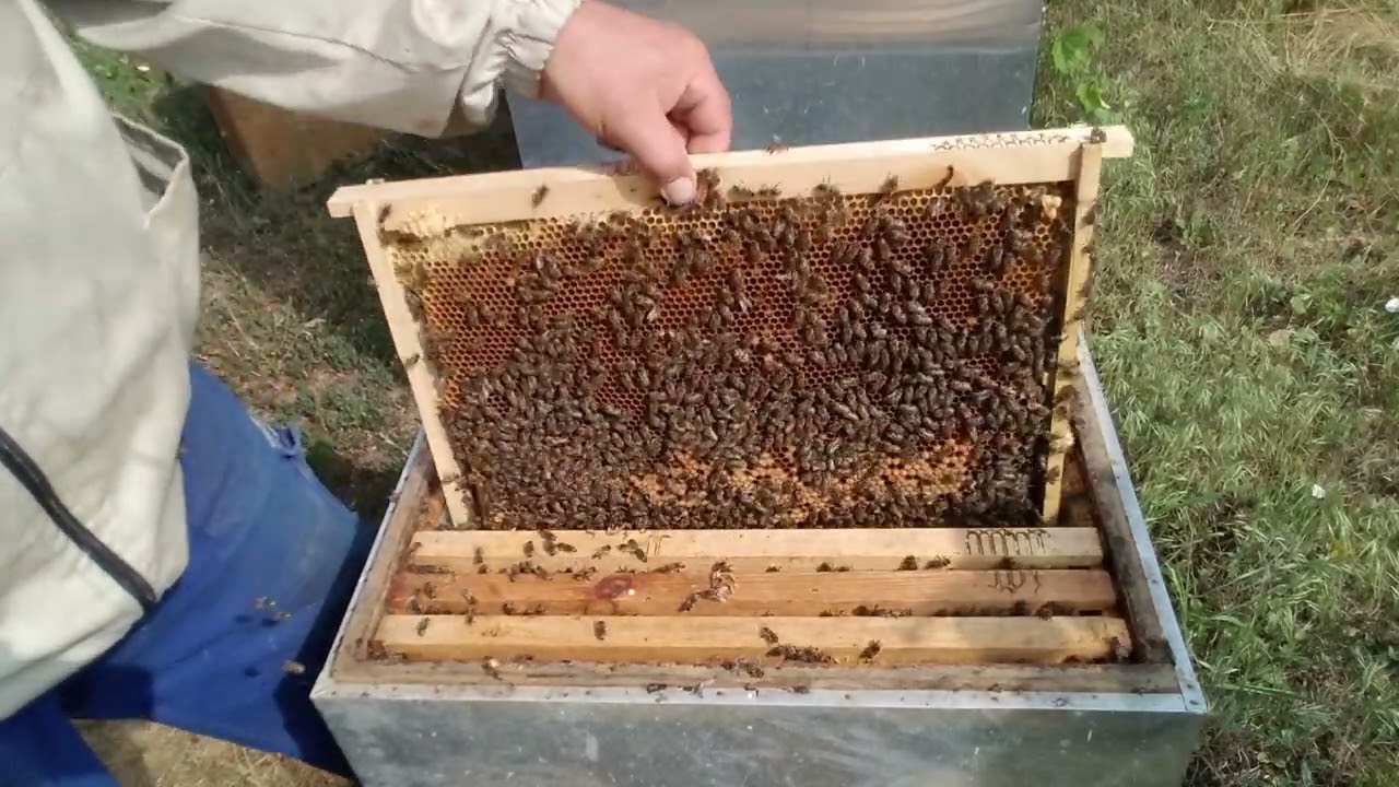 377.Pregătire pentru salcâm 2023.