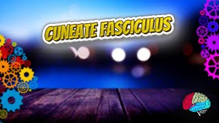 Cuneate fasciculus - Know It ALL πβ