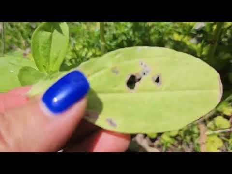 How To Prune