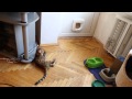 питомник бенгальских кошек, бенгальские котята,cattery bengal cats,bengal kitten