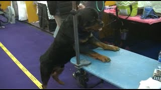 Westminster Dog Show 2020.Feb.11th