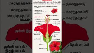 #trb #tnpsc #tet #police #study #material #police #tnpscstudy #group #exam #groupii #civildivision