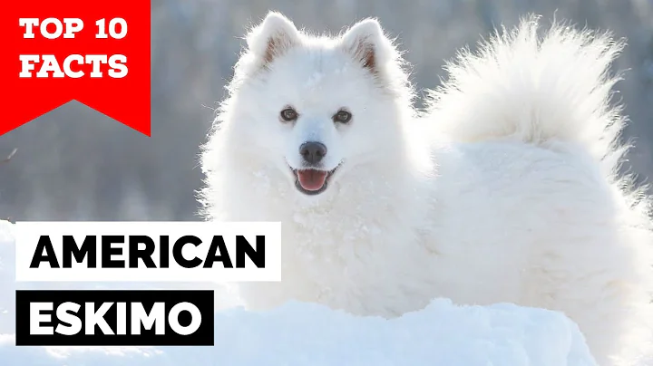 American Eskimo - Top 10 Facts - DayDayNews