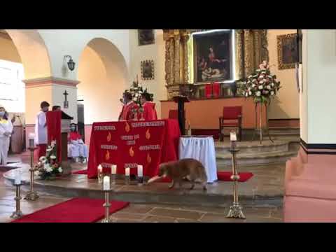 Perro entra a una iglesia y le roba el pan al padre en plena misa | Totus TV