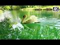 Graceful Swan on the Lake 🦢🌊 | Natural Sounds&Peaceful Scenery#SwanLake#PeacefulNature #CalmWaters