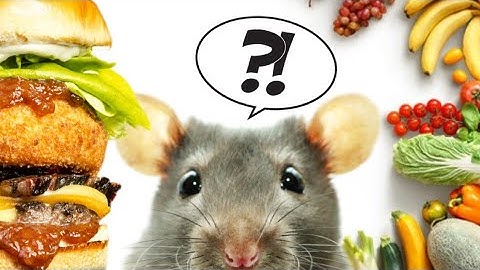 The best BAITS for trapping rats and mice!