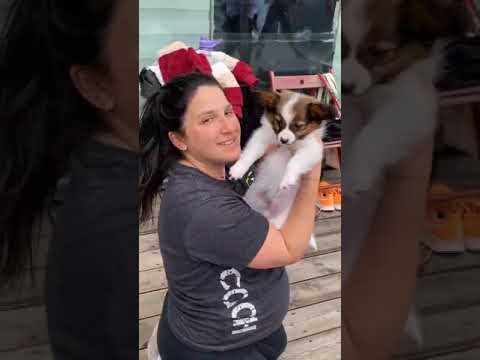 פאפי יוגה | גזע פפיון בית גידול Grin Parpar נייד 0526658254 - פטפיינדר