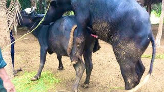 “Cow in Run 😮 | Bull Attack Natural Life Breeding Process Complete!”