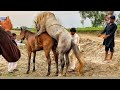 Horse Power Full With Donkey Meeting Process Viralvideo Horse Foryou 