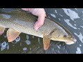 Barbel released