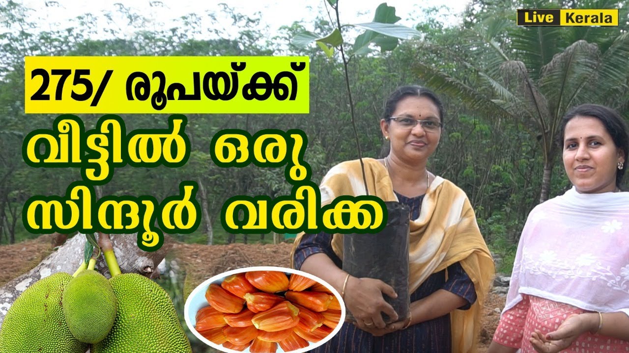 വീട്ടിൽ ഒരുസിന്ദൂർ വരിക്ക