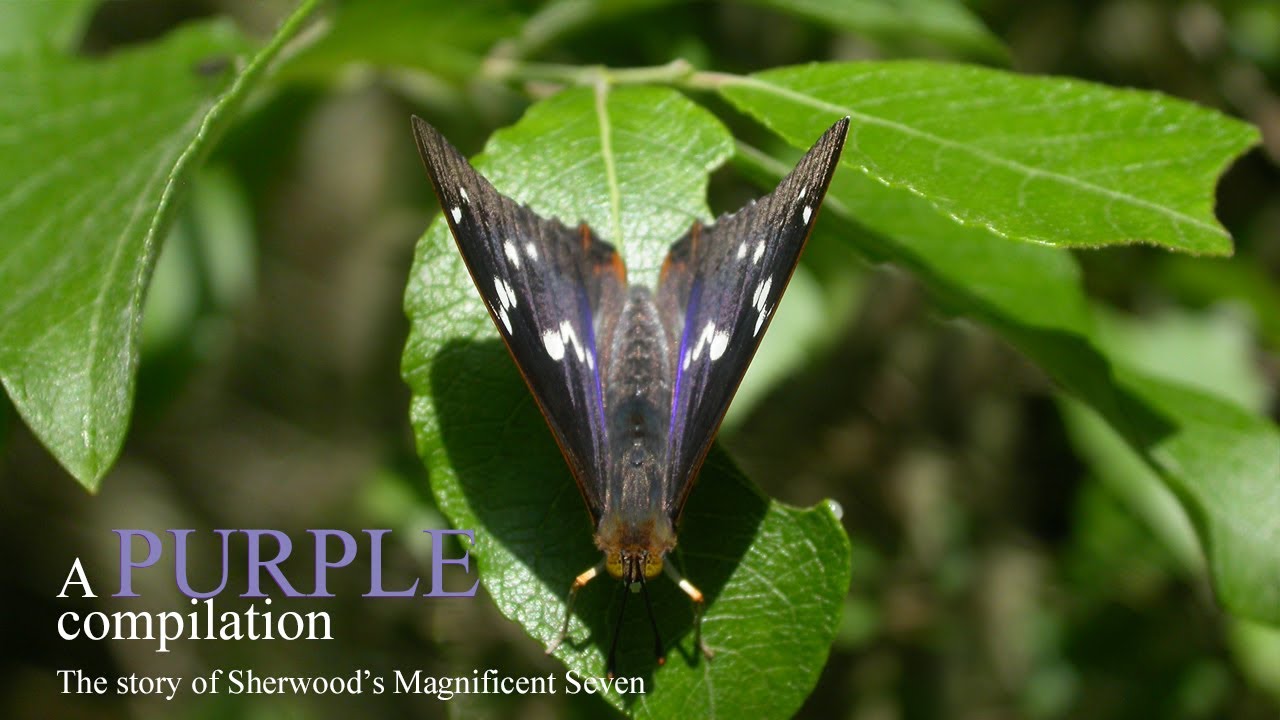 A Purple compilation