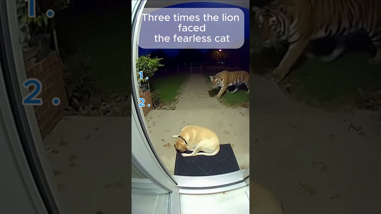 Fearless Cat vs Lion - The 3rd Time Will Shock You! 🦁🐱 | Unbelievable Footage #bravecat #cctv