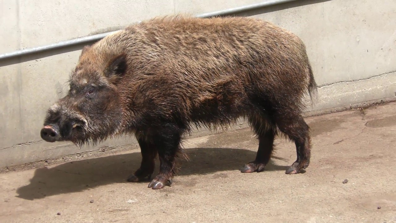サル山で暮らすニホンイノシシ (羽村市動物公園) 2018年4月8日 | ZFC.jp