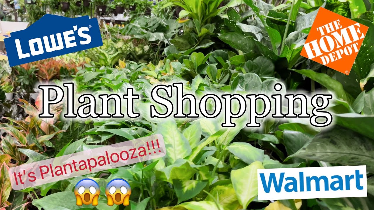 Plant Shopping at Lowe’s, Walmart, Home Depot YouTube