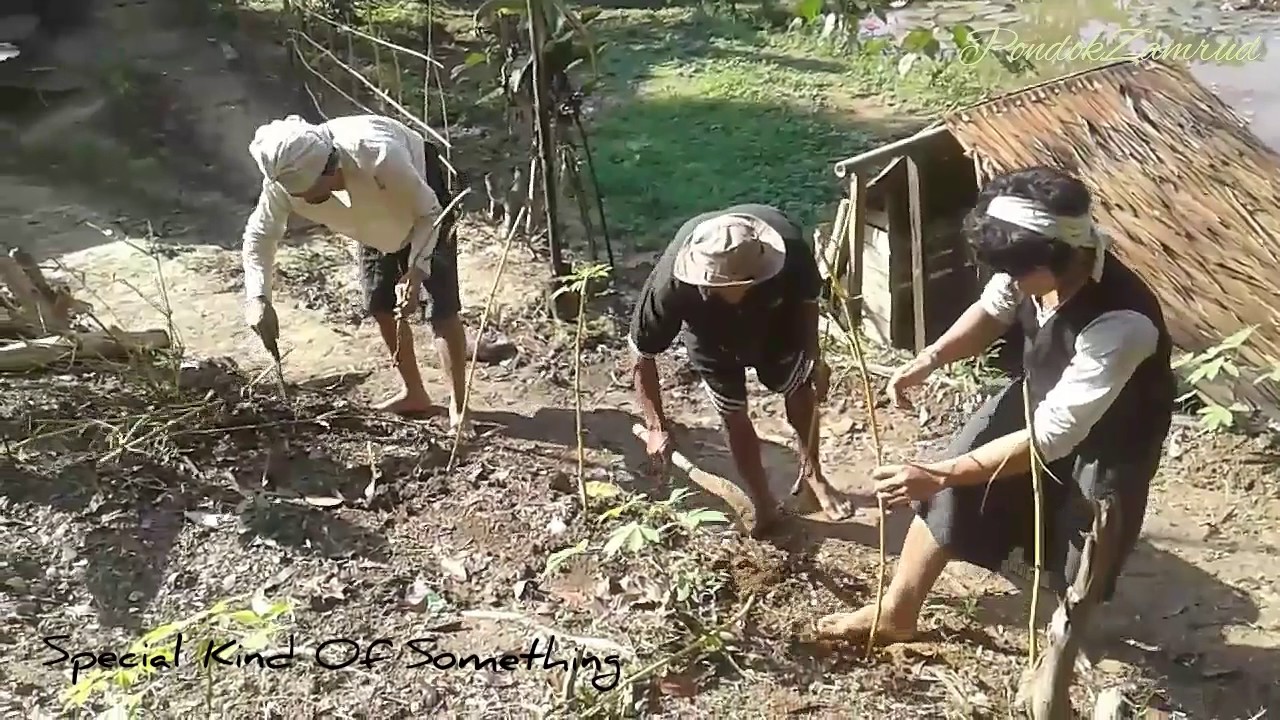 Ayah Mursyid Baduy dari Baduy Dalam ikut menanam Bambu Kuning, kereeeen
