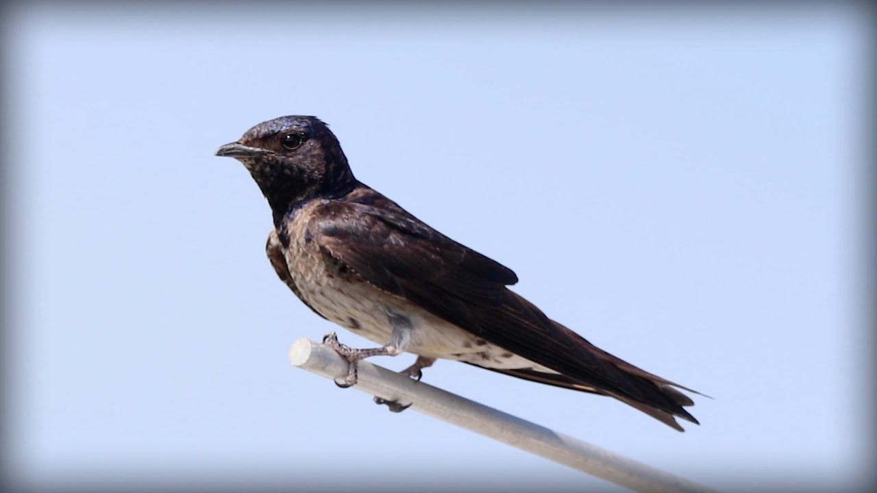 Purple Martin (Progne subis)