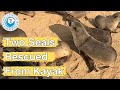 Two Seals Rescued From Kayak