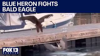 WATCH: Blue heron fights bald eagle at WA marina Blue Heron Eagle River