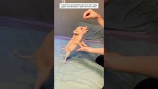 This woman accidentally discovered a stray piglet and decided to take care of it, then.
