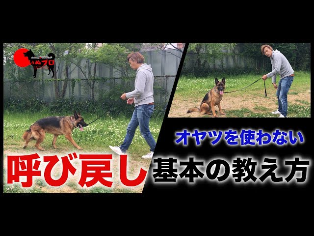 犬の呼び戻しの基本の教え方【おやつを使わずに犬へコマンドを教えま