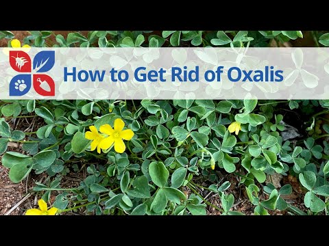 Video: Techniky kontroly plevele oxalis – typy plevelů oxalis a jejich léčba